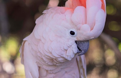 cocatoo
